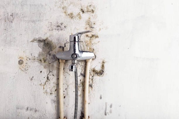 Best Same-Day Mold Removal  in Ocean Park, WA