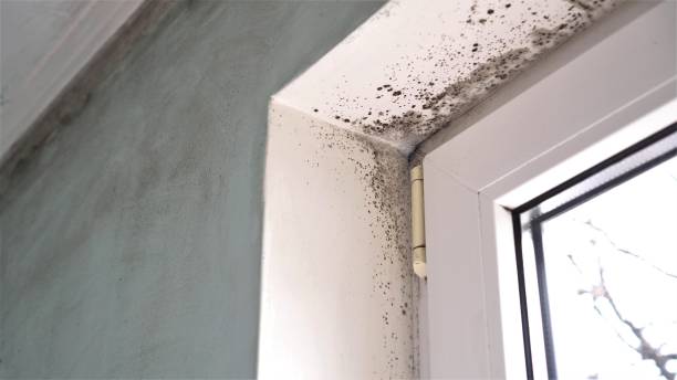 Best Residential Mold Removal  in Ocean Park, WA