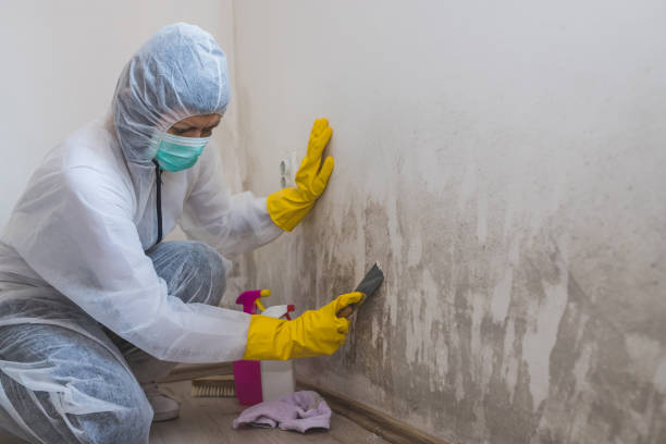 Best Attic Mold Removal  in Ocean Park, WA