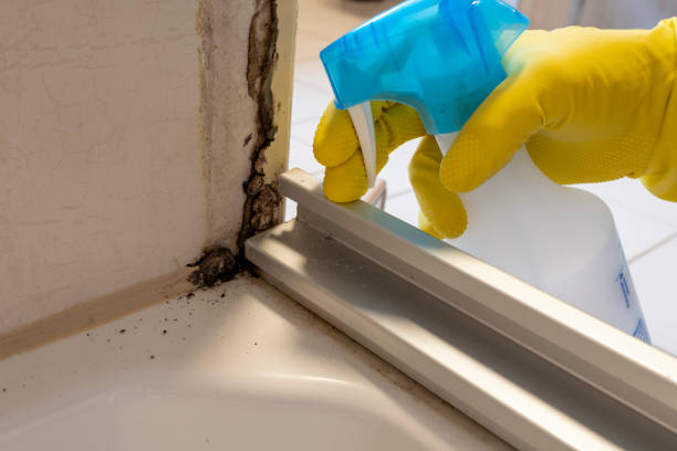 Best Best Mold Removal Companies  in Ocean Park, WA