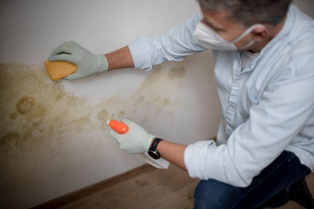 Best Mold Damage Repair  in Ocean Park, WA