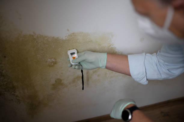 Certified Mold Removal in Ocean Park, WA