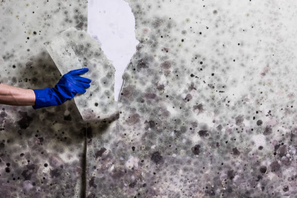 Best Mold Damage Repair  in Ocean Park, WA
