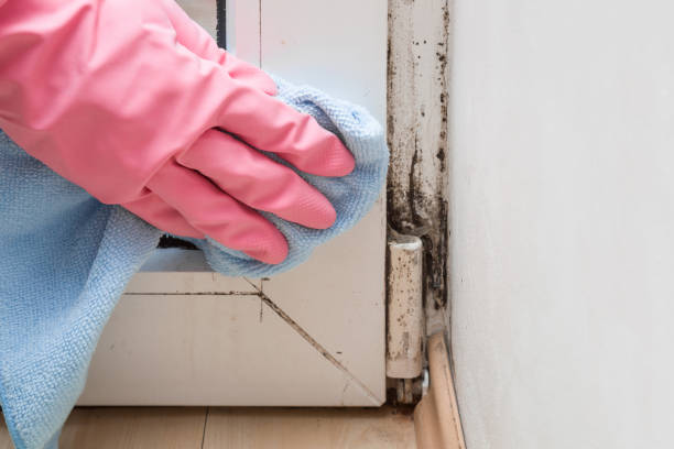 Best Mold Cleaning Services  in Ocean Park, WA
